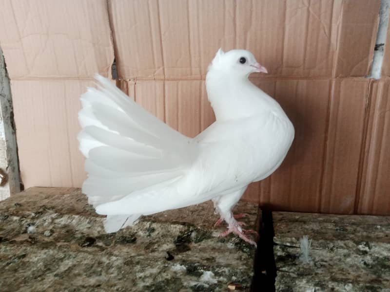 Lakky Kabootar Fancy Pigeon 1