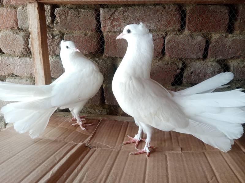 Lakky Kabootar Fancy Pigeon 2