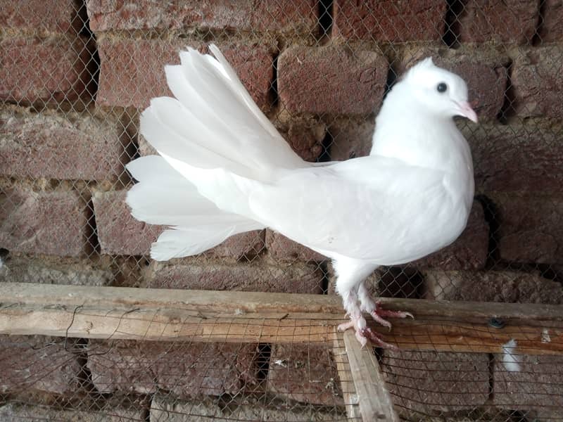 Lakky Kabootar Fancy Pigeon 3
