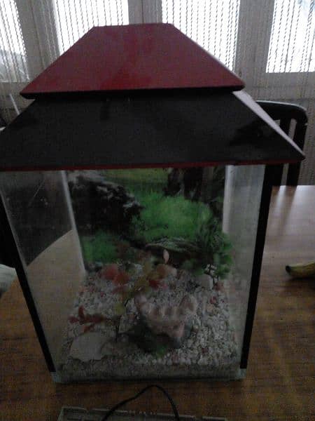 Aquarium for sale small size with pump 0