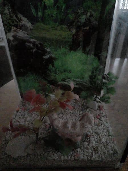 Aquarium for sale small size with pump 5