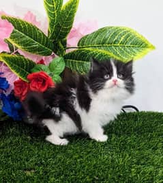 Black & white|Smokey Grey|White|Persian Kittens|Cats| Triple Coatedw