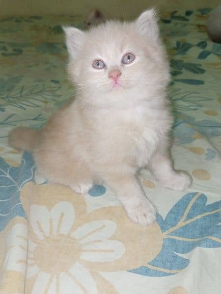 female 1 month baby kitten perssian breed 0