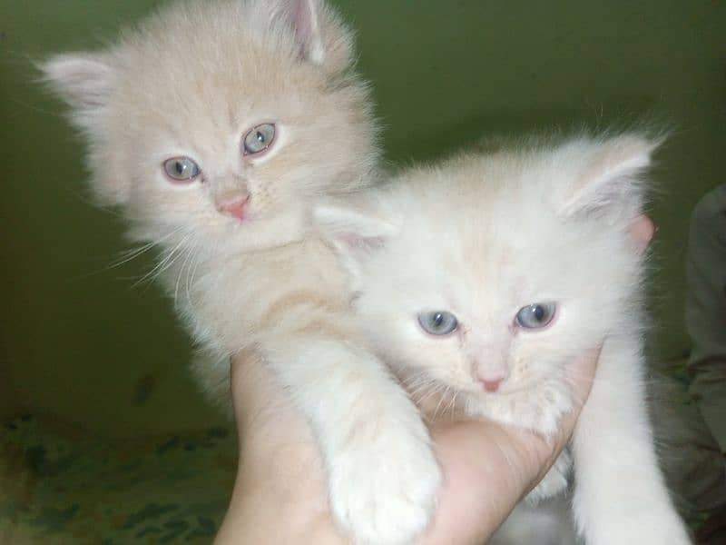 female 1 month baby kitten perssian breed 1