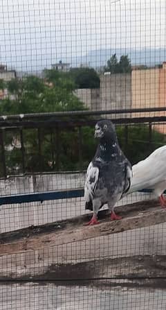 pigeon kabutar kabotar