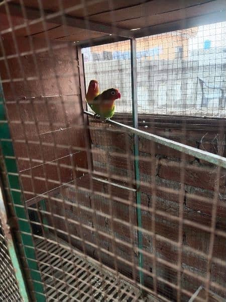 love birds fisher pair for sale 0