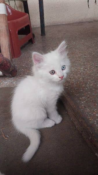 Persian cat baby white doll face 1