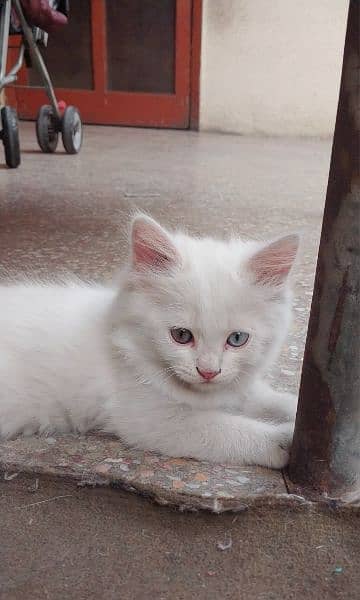 Persian cat baby white doll face 2