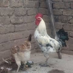 Desi Hens, 1 Male and 1 Female