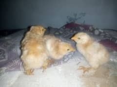 heavy buff golden chicks