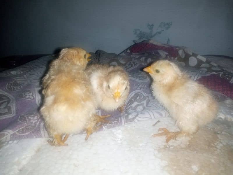 heavy buff golden chicks 1