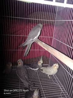 2 Cocktail common grey breeder pairs & 5 chicks