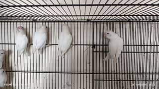 Albino Lovebirds 0