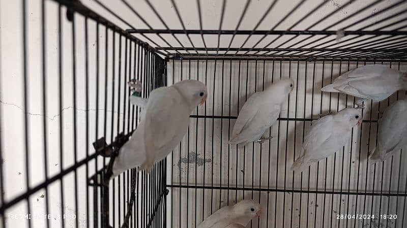 Albino Lovebirds 1