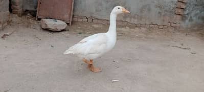 female duck available ha