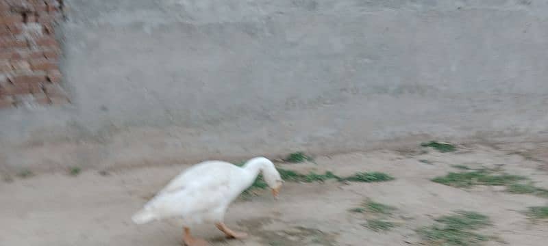 female duck available ha 3