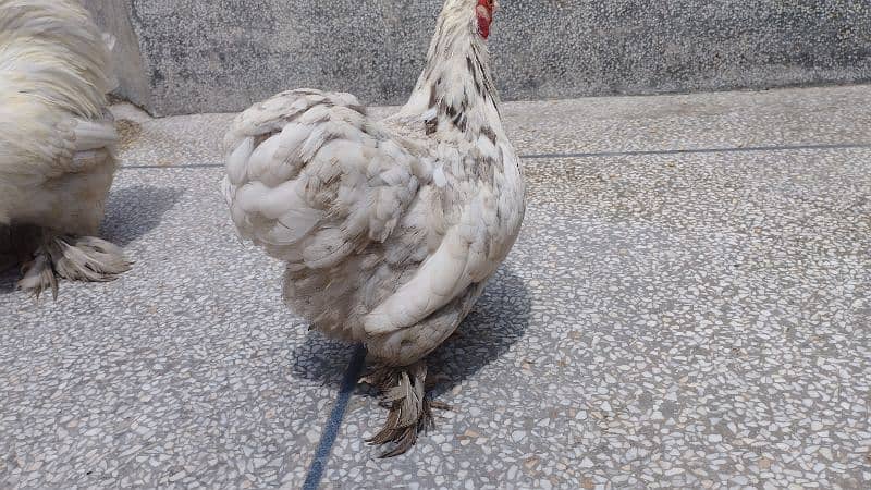 White Bantam Rooster and egg laying Mottled Cochin hen 2