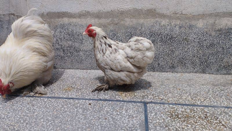 White Bantam Rooster and egg laying Mottled Cochin hen 3