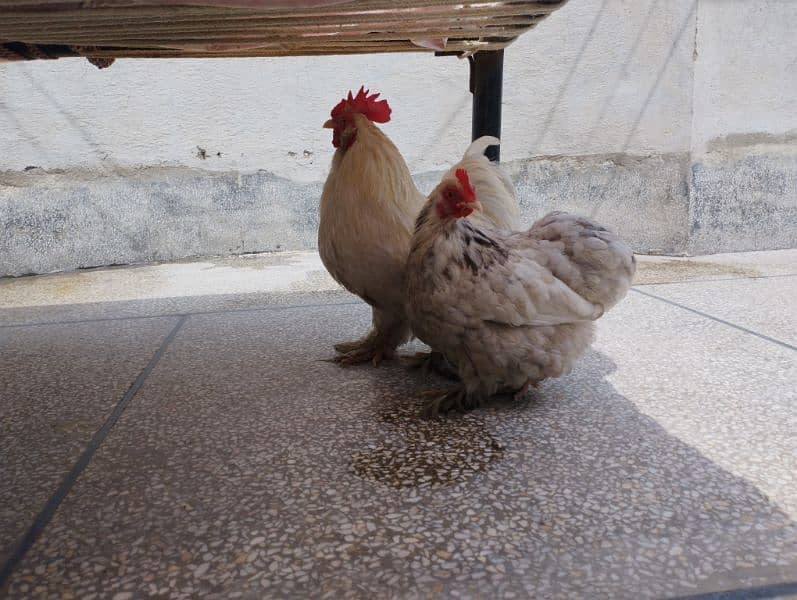 White Bantam Rooster and egg laying Mottled Cochin hen 4