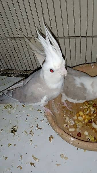 cockatiel hand tame parpas sy ly kr adult tak male female sb Available 14