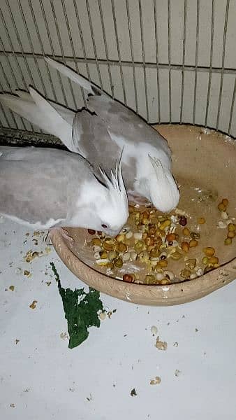 cockatiel hand tame parpas sy ly kr adult tak male female sb Available 15