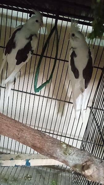 cockatiel hand tame parpas sy ly kr adult tak male female sb Available 17