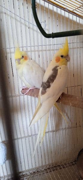 cockatiel hand tame parpas sy ly kr adult tak male female sb Available 18