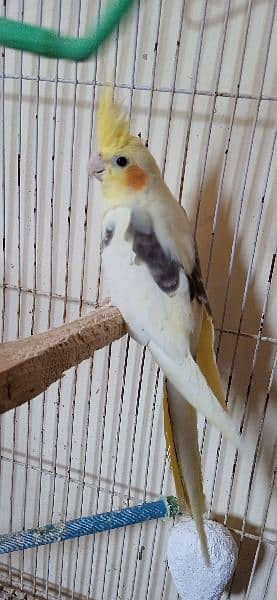 cockatiel hand tame parpas sy ly kr adult tak male female sb Available 19