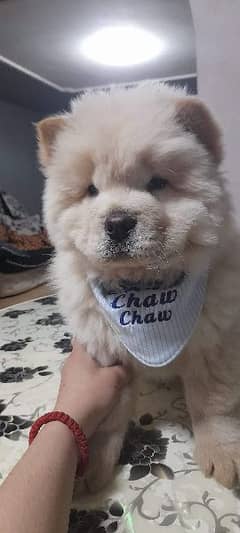 ChowChow puppy (boy) available.