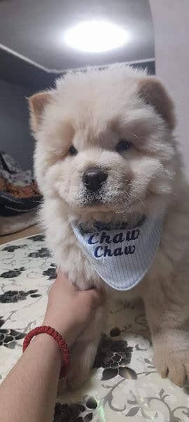 ChowChow puppy (boy) available. 0