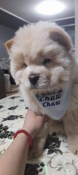 ChowChow puppy (boy) available. 1