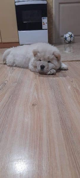 ChowChow puppy (boy) available. 2