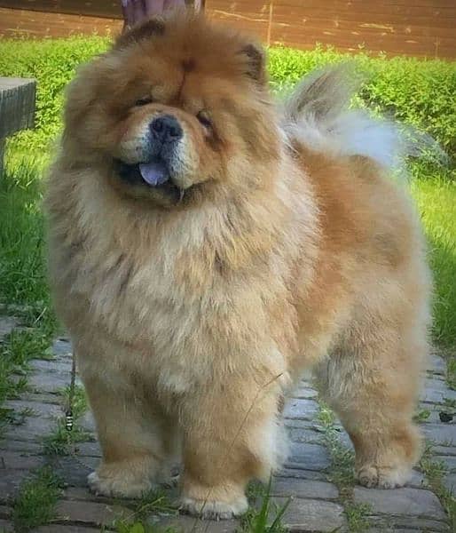 ChowChow puppy (boy) available. 6
