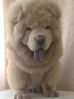 ChowChow Super active boy up for loving homes. 0