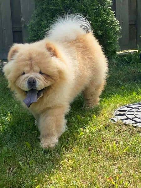 ChowChow Super active boy up for loving homes. 5