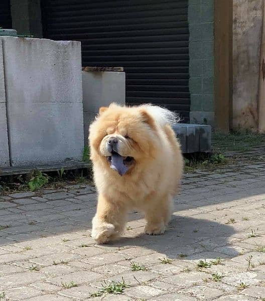 ChowChow Super active boy up for loving homes. 6