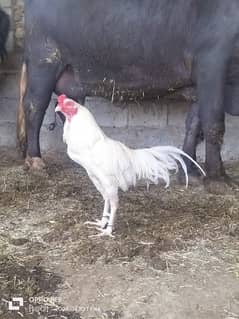 high quality heera male available