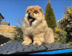 Alpha ChowChow pup lookin for best loving home.