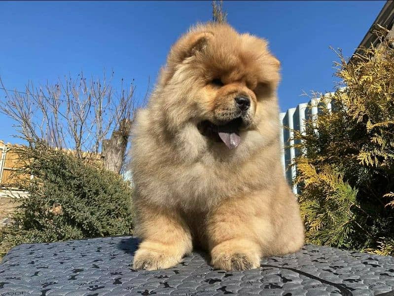 Alpha ChowChow pup lookin for best loving home. 1