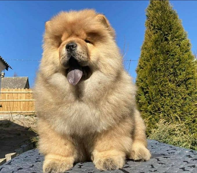 Alpha ChowChow pup lookin for best loving home. 2