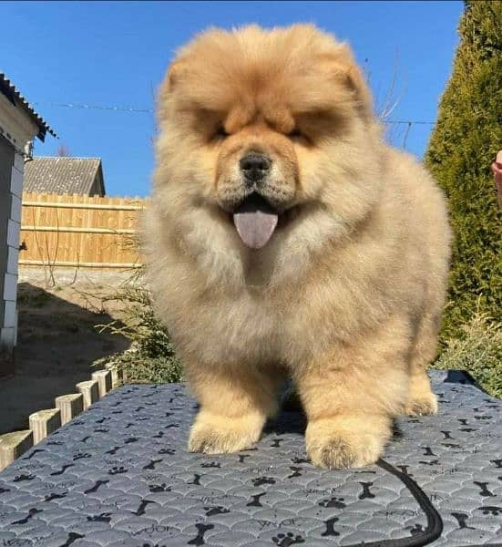 Alpha ChowChow pup lookin for best loving home. 3