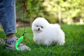 The Miniature Pomeranian pup available.