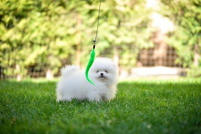 The Miniature Pomeranian pup available. 1