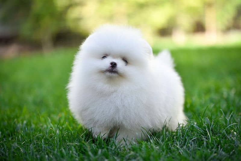 The Miniature Pomeranian pup available. 2