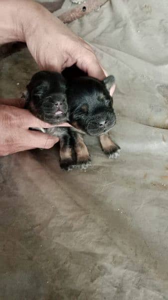 shitzu puppies available for sale 2