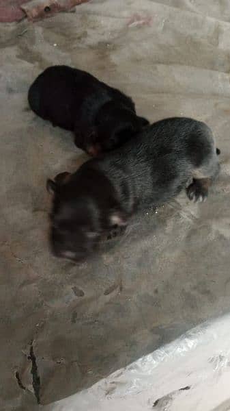 shitzu puppies available for sale 3