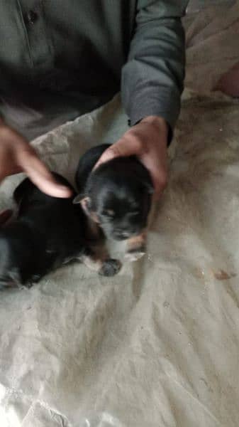 shitzu puppies available for sale 4