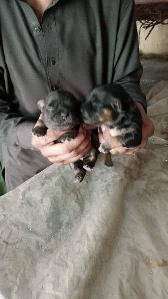 shitzu puppies available for sale 5