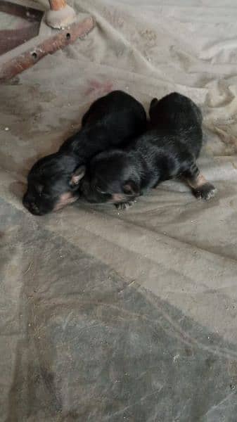 shitzu puppies available for sale 6