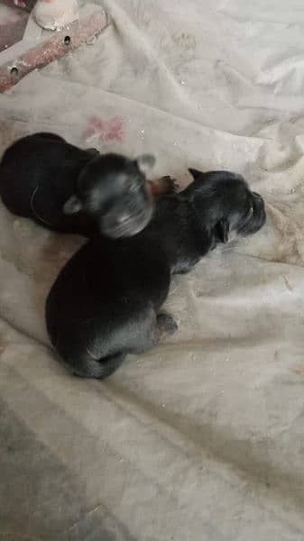 shitzu puppies available for sale 7